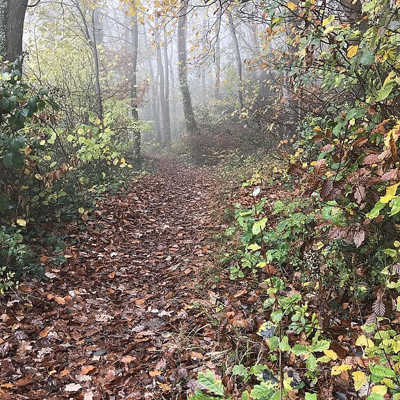 Herbst im Ahrtal
