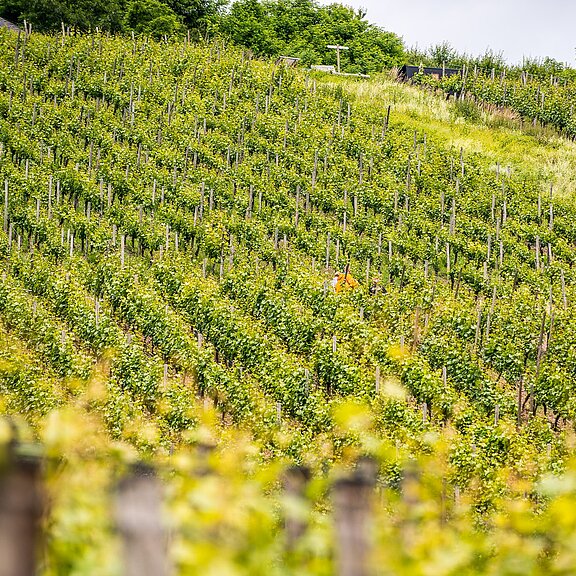 Weinberge im Ahrtal