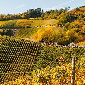 Weinherbst Mittelahr