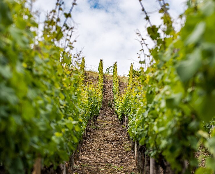 Weinreben an der Ahr