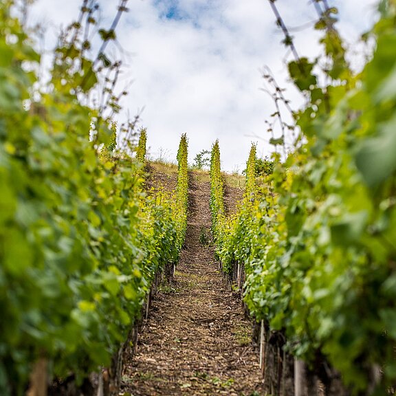 Weinreben an der Ahr