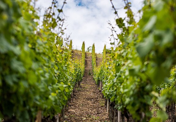 Weinreben an der Ahr