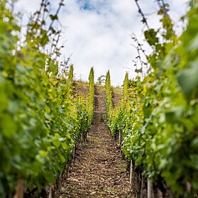 Weinreben an der Ahr