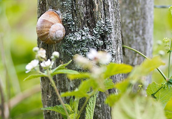 Natur entdecken auf dem Panoramaweg Lind