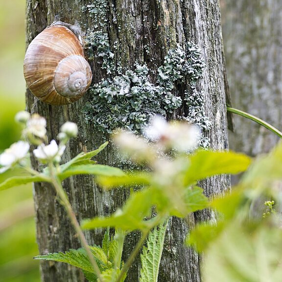 Natur entdecken auf dem Panoramaweg Lind