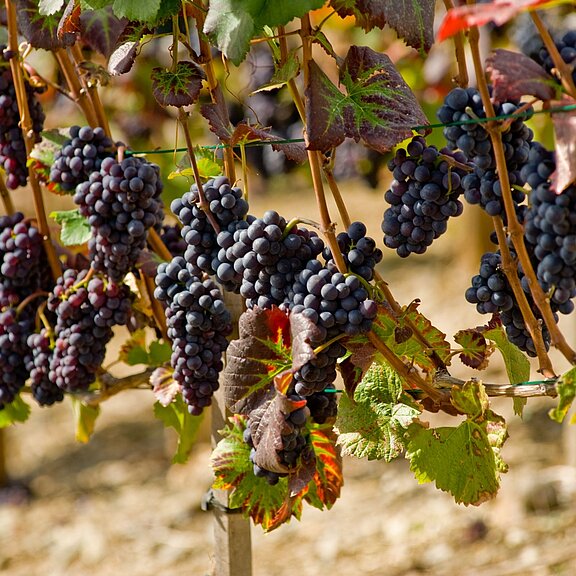 Weintrauben