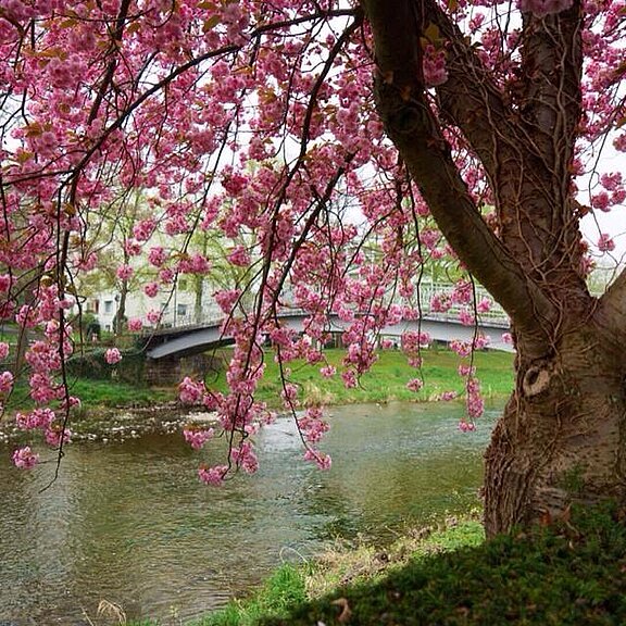 Maria Hilf Brücke am Ahrufer