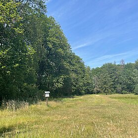 Waldlehrweg Lichtung