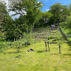 Kleiner, privater Weinberg in Bandorf