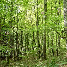 Urwuchs Buchenwald im Urwaldprojekt Wohllebens Waldakademie