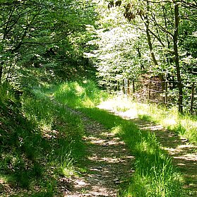 Durch Wald und Flur