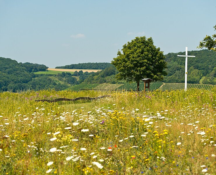 Ehlinger Ley, Ahrtal, Ehlingen, Ehlinger Köpfchen, AhrSteig