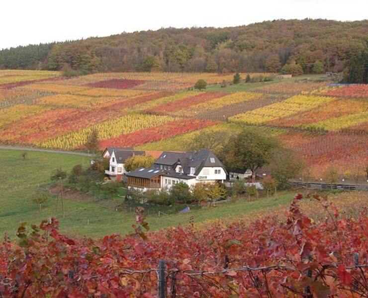 Altenwegshof, Rotweinwanderweg, Ahrtal, Weinberge, Walporzheim, Ausflugsgaststätte