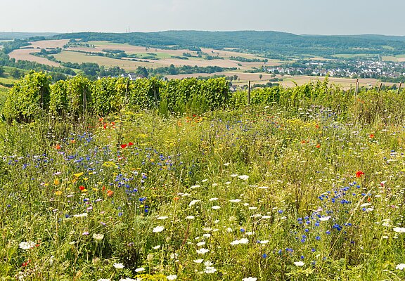 Ehlinger Ley, Ahrtal, Ehlingen, Ehlinger Köpfchen, AhrSteig
