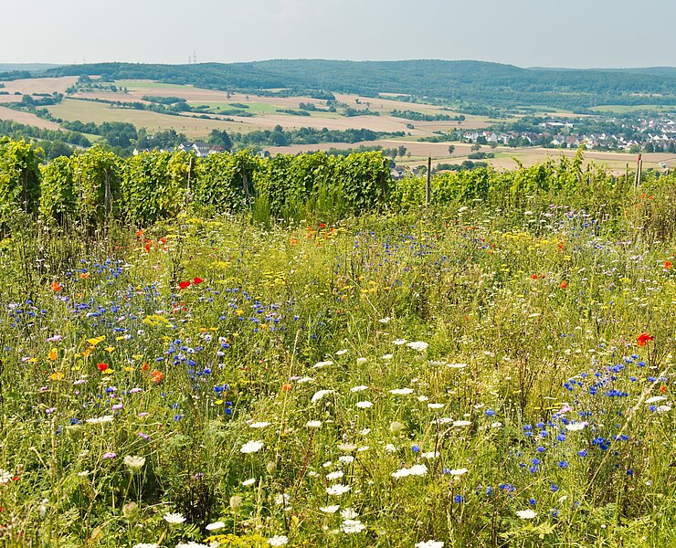 Ehlinger Ley, Ahrtal, Ehlingen, Ehlinger Köpfchen, AhrSteig