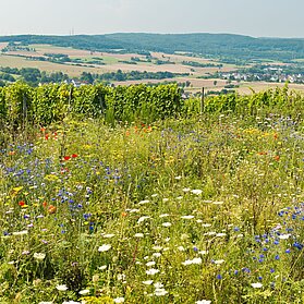 Ehlinger Ley, Ahrtal, Ehlingen, Ehlinger Köpfchen, AhrSteig