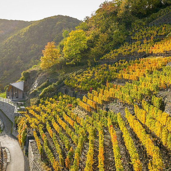 Panorama mit Weinbergen und Flutkapelle