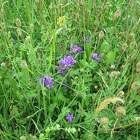 Blumen am Wegrand
