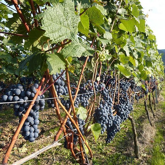 Die_Traubenlese_kann_beginnen_ca_Anfang_September