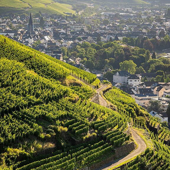 Ahrtal Sommer-2022-016-Olivenhain Weingut Kriechel