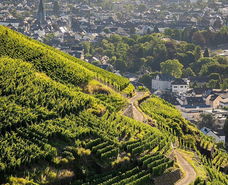 Ahrtal Sommer-2022-016-Olivenhain Weingut Kriechel