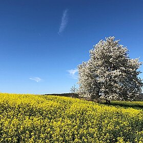 Rapsfeld bei Koisdorf