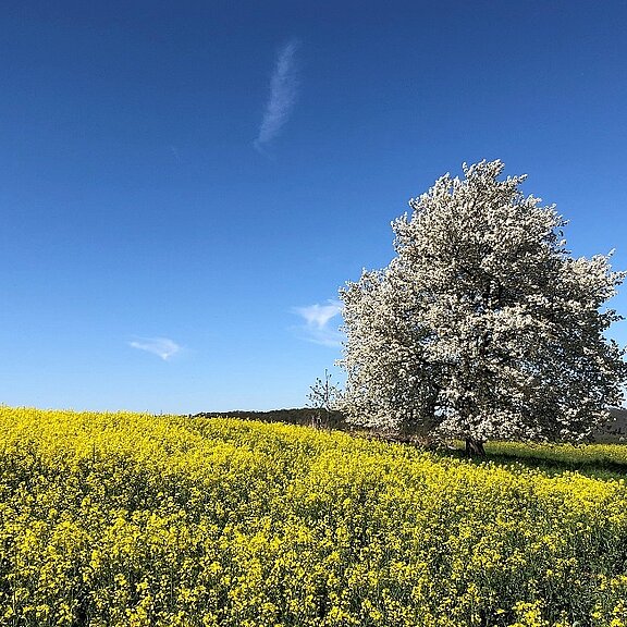Rapsfeld bei Koisdorf