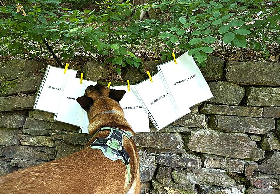 Hund vor einer Steinumrandung mit historischen Dokumenten zum Fall "Der Tote vom Maibachtal" in Bad Neuenahr-Ahrweiler.