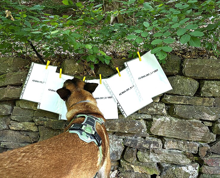 Hund vor einer Steinumrandung mit historischen Dokumenten zum Fall "Der Tote vom Maibachtal" in Bad Neuenahr-Ahrweiler.