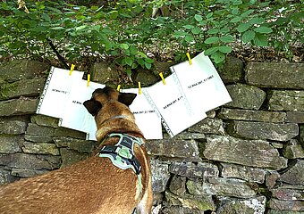 Hund vor einer Steinumrandung mit historischen Dokumenten zum Fall "Der Tote vom Maibachtal" in Bad Neuenahr-Ahrweiler.