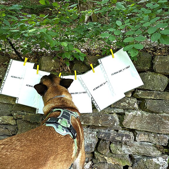 Hund vor einer Steinumrandung mit historischen Dokumenten zum Fall "Der Tote vom Maibachtal" in Bad Neuenahr-Ahrweiler.