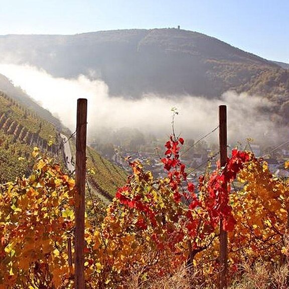 unsere Weinberge zur Herbstzeit