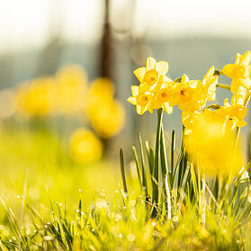 Frühling im Ahrtal