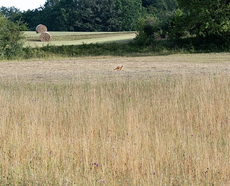 Fuchs am Morgen