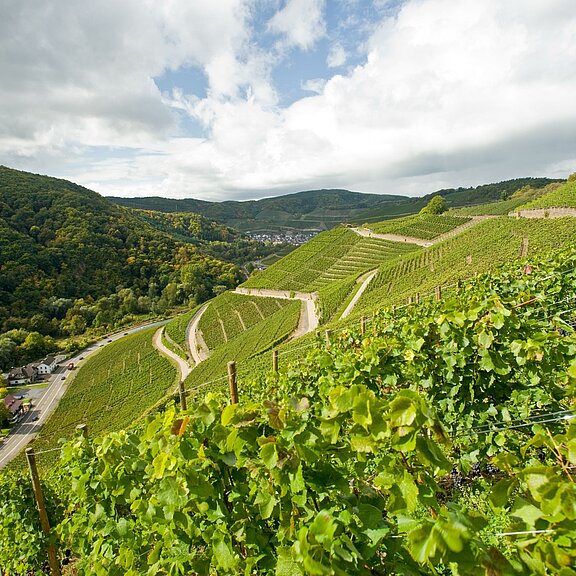 Weinberge bei Walporzheim