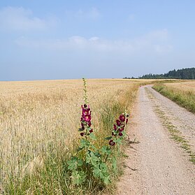 Weg entlang Felder