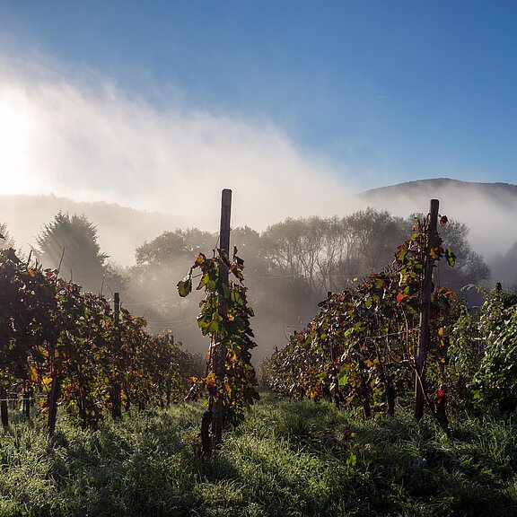 Weinberge im Ahrtal