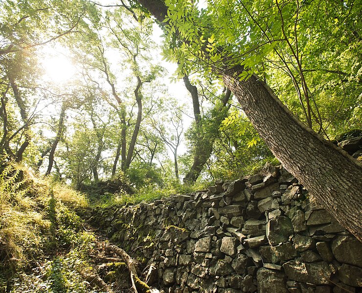 Neuenahrer Berg, Bad Neuenahr, Ahrtal, AhrSteig, wandern