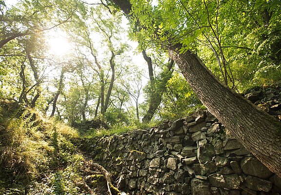Neuenahrer Berg, Bad Neuenahr, Ahrtal, AhrSteig, wandern