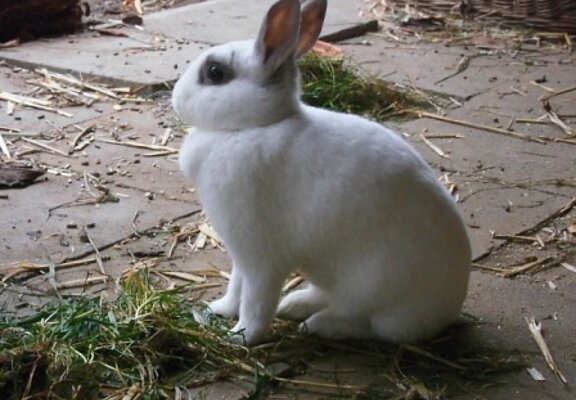 Tiergehege Schwanenteich, Ahrtal, Sinzig, Bad Bodendorf, Ahrradweg, Ahrtalweg, Tiere