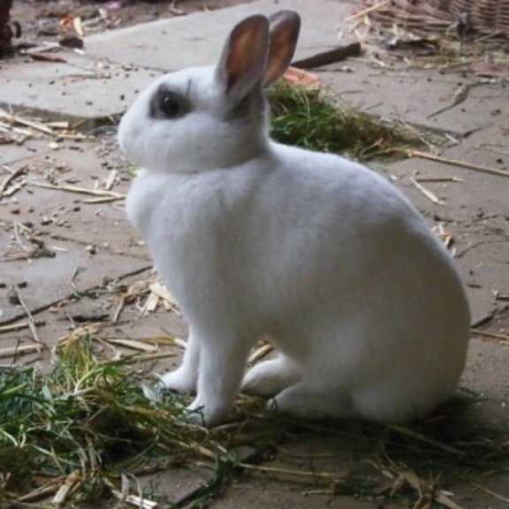 Tiergehege Schwanenteich, Ahrtal, Sinzig, Bad Bodendorf, Ahrradweg, Ahrtalweg, Tiere