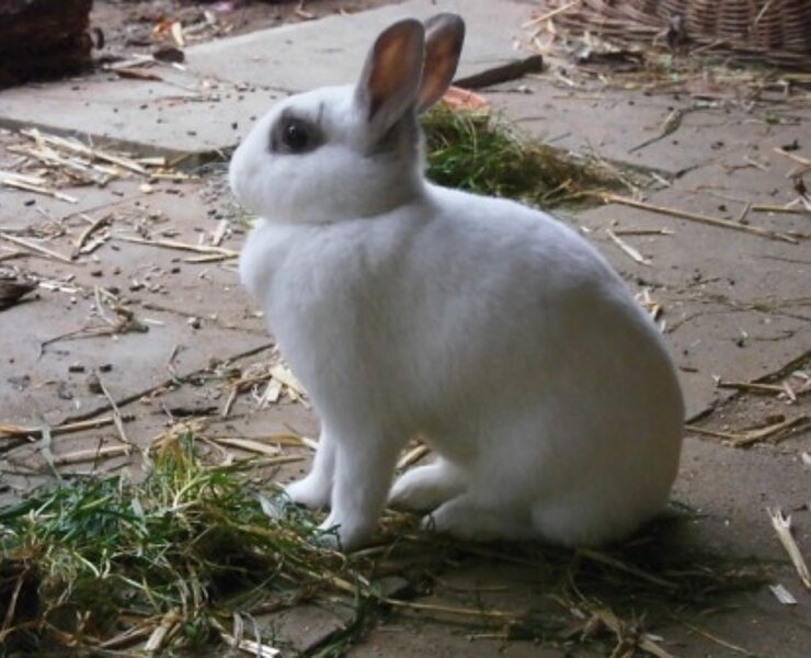 Tiergehege Schwanenteich, Ahrtal, Sinzig, Bad Bodendorf, Ahrradweg, Ahrtalweg, Tiere