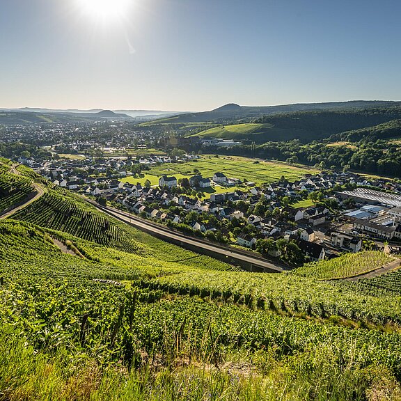 Ahrtal Sommer-2022-021-Olivenhain Weingut Kriechel