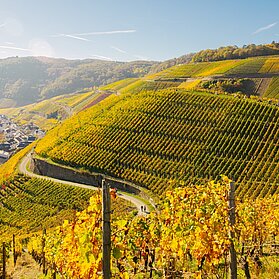 Weinherbst Mittelahr Dernau