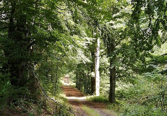 Buchenalle zwischen Antweiler und Eichenbach