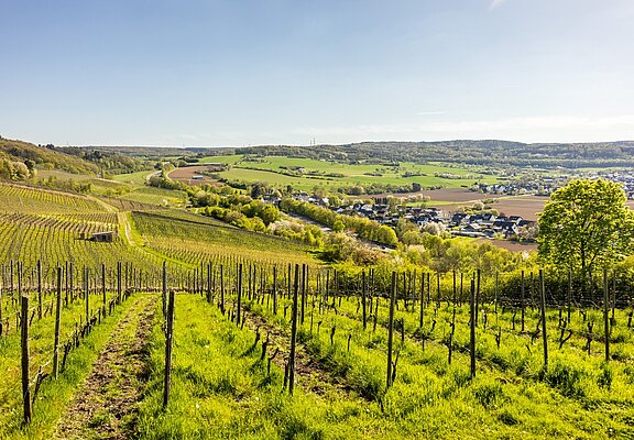 Weinberge oberhalb von Ehlingen