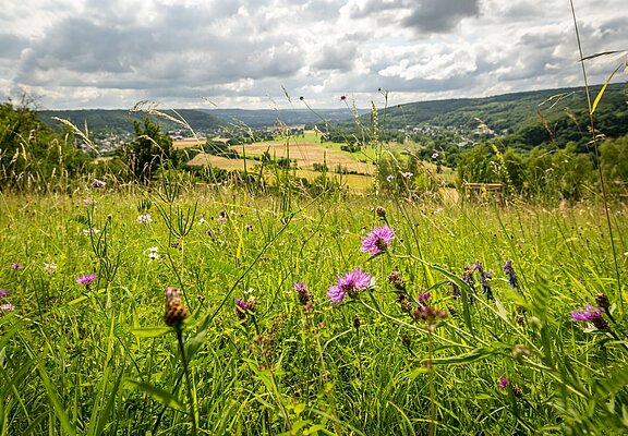 Orchideenwiese Lohrsdorf