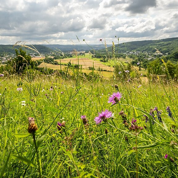 Orchideenwiese Lohrsdorf