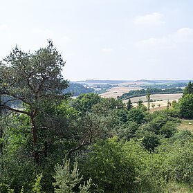 Blick über Baumkronen