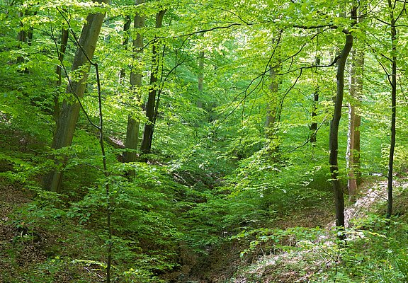 Urwaldprojekt Wohllebens Waldakademie